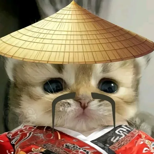 Avatar Instagram mèo mắt to ngơ ngác gần gũi