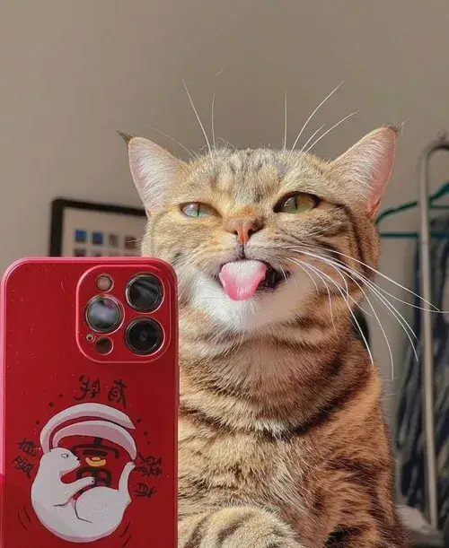 Giao diện profile nổi bật nhờ bộ avatar cute mèo mắt tròn đáng yêu