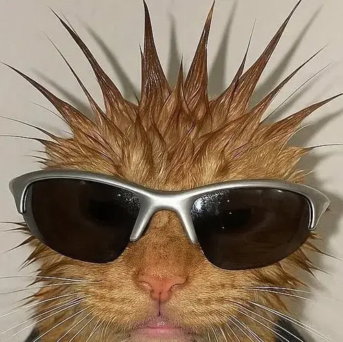 Gợi ý avatar cute mèo dễ thương cho ảnh đại diện tròn trịa và cực hút mắt