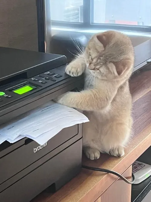 Hình đại diện cute avatar mèo xinh râu chi tiết lông nổi