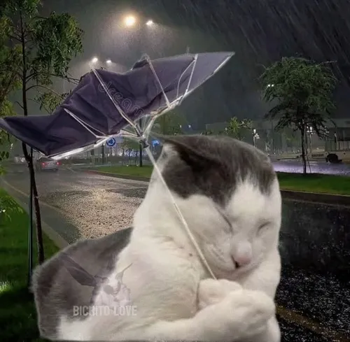 Avatar dễ thương hình mèo cute phồng má đáng yêu