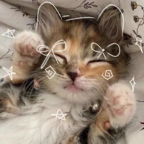 Ảnh cá nhân hình mèo cute phông pastel sữa