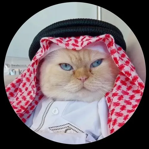 Hình đại diện Zalo ảnh profile mèo ánh sáng soft light