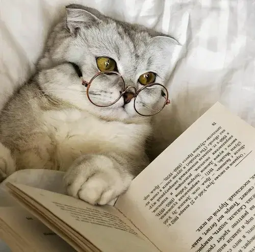 Ảnh đại diện ảnh mèo dễ thương phông ngoài trời sáng