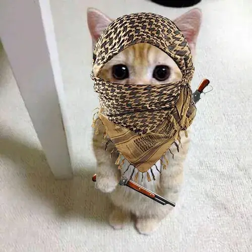 Hình đại diện Tiktok hình mèo cute nhìn camera rất hiền