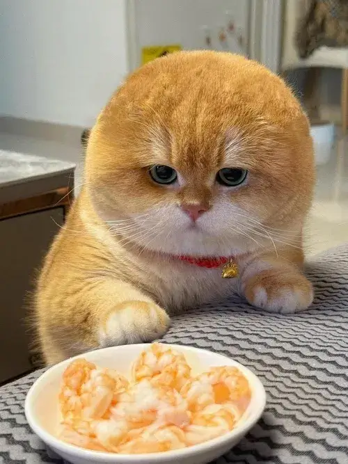 Bộ avatar mèo cute tông pastel cho người thích phong cách nhẹ nhàng ấm áp