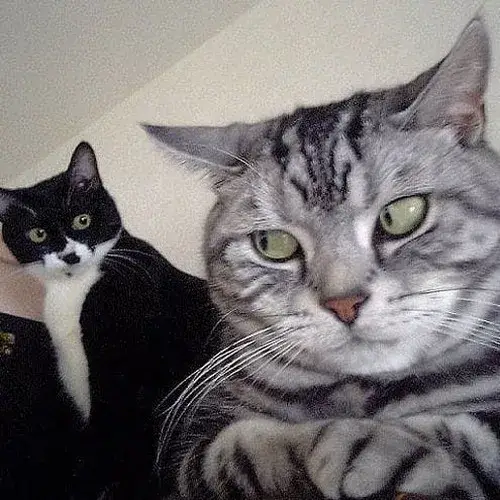 Chọn ảnh đại diện mèo xinh giúp trang cá nhân của bạn mềm mại và dễ gần hơn