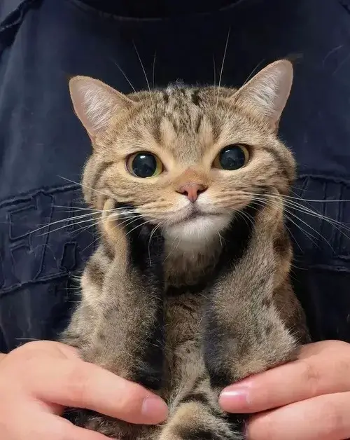 Avatar mèo pastel cực hợp cho bạn thích không khí nhẹ nhàng và sạch mắt