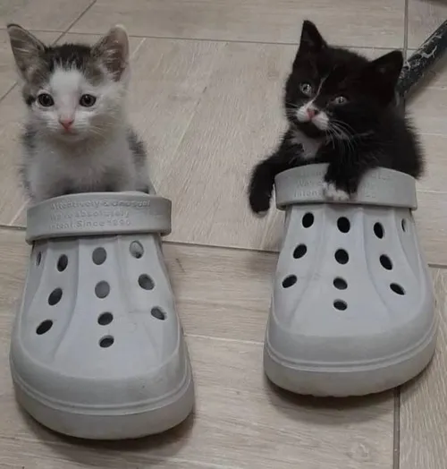 Hình profile ảnh đôi bạn thân nhuốm trường ảnh mềm mượt mà