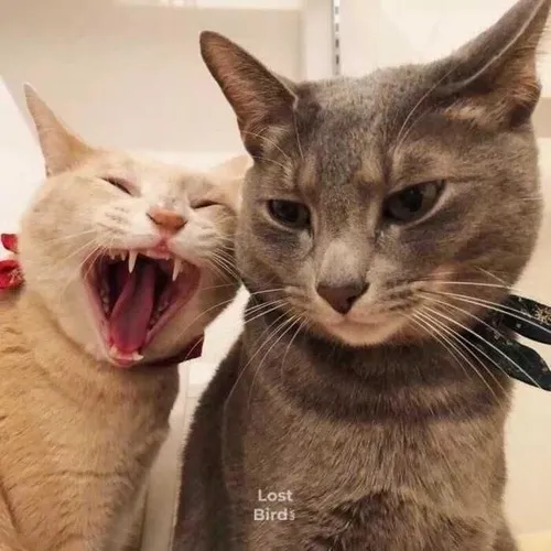 Ảnh profile avatar đôi giữ khoảnh khắc tự nhiên cùng dáng vui