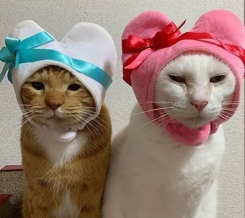 Ảnh đại diện avatar hai con mèo tạo biểu cảm hòa hợp giữa phông nền ngoài trời