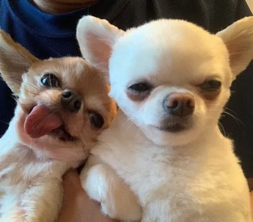 Ảnh avatar avatar đôi với hai gương mặt trong khung tươi sáng