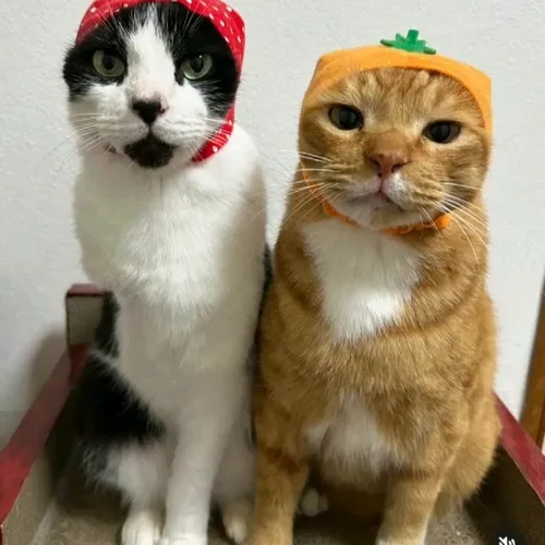 Hình đại diện ngầu avatar đôi cùng độ hòa sáng rất mềm mại