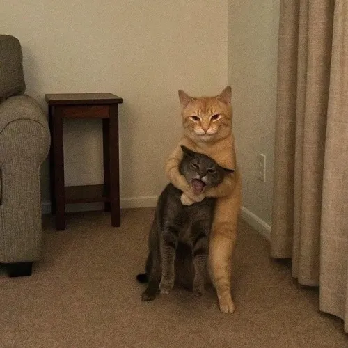 Ảnh avatar mèo Facebook avatar đôi nổi bật bố cục bạn bè ánh sáng nhẹ