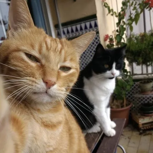 Ảnh cá nhân avatar cặp bạn đậm điệu light và nhịp đôi