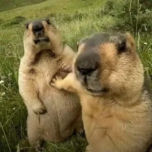 Avatar đôi cho người muốn giữ lại khoảnh khắc thân thiết thật chân