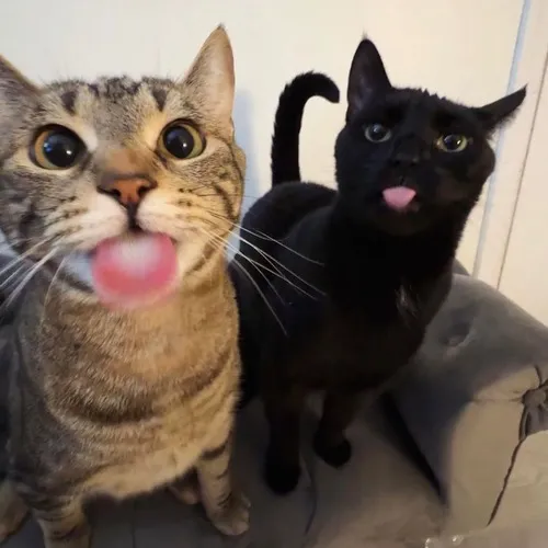 Ảnh đại diện ngầu avatar đôi cùng nắng nhẹ tạo cảm giác thân