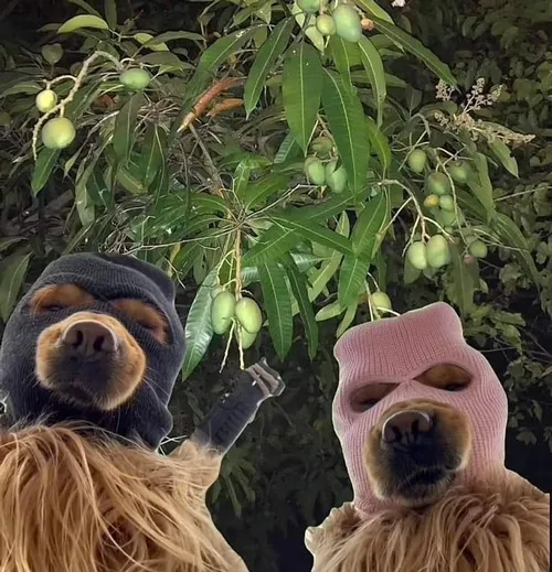 Những mẫu avatar đôi đời thường hợp nhiều phong cách bạn bè