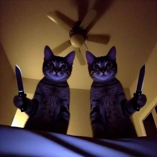 Ảnh đại diện mèo ngầu avatar đôi nhấn bố cục chính diện cùng sắc đời