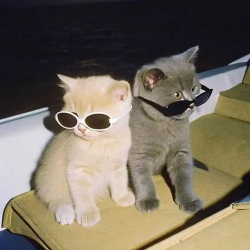 Ảnh trang cá nhân avatar đôi hiện phối sáng nhẹ rất mềm