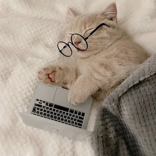 Ảnh profile mèo Munchkin dáng ngồi bé tròn