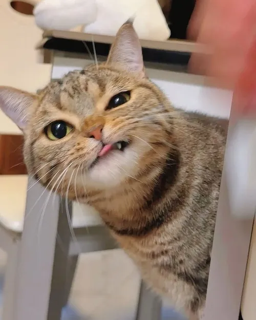 Ảnh avatar Facebook mèo Tabby màu lông sọc rõ