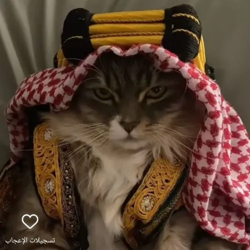 Ảnh cá nhân hình mèo cute chỉnh màu nhẹ nhàng