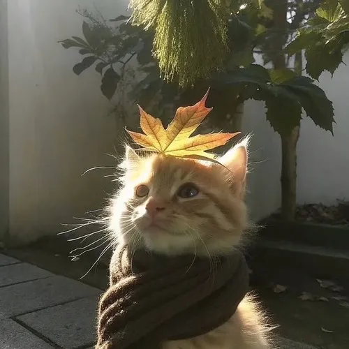 Hình đại diện ngầu mèo phông trắng trơn tối giản