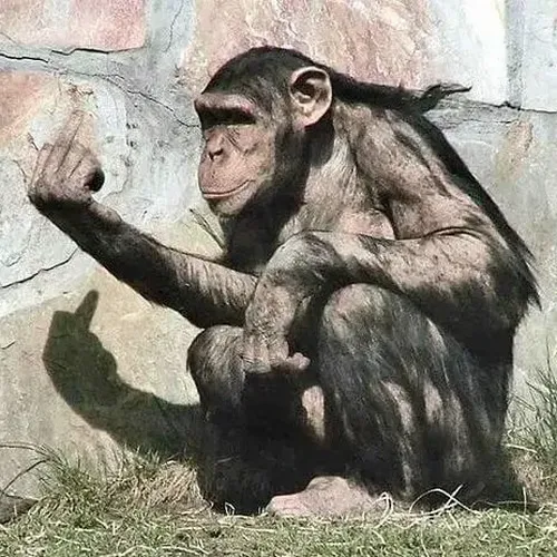 Hình vui khỉ hất ngón giữa khiến cả khung hình gắt hẳn.