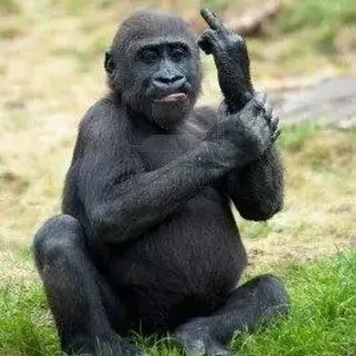 Meme khỉ bật ngón gắt nhẹ cùng ánh mắt đanh đầy lực.