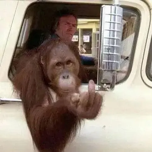 Hình chế khỉ nâng ngón giữa trong khoảnh khắc chán đời.