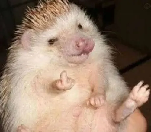 Ảnh troll con nhím hất ngón tay thối với nụ cười mỉa.