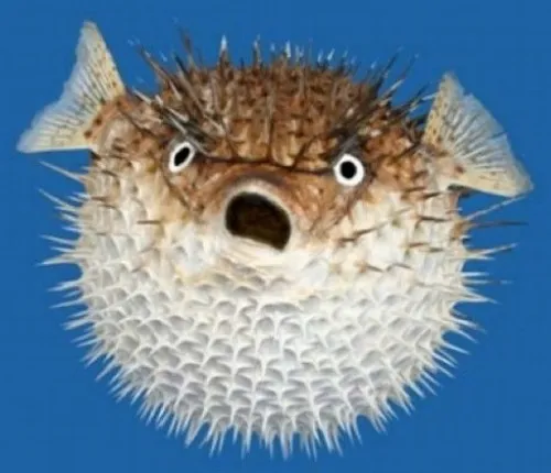 Meme Cá nóc tròn quay lượn vòng nhẹ theo dòng biển nông