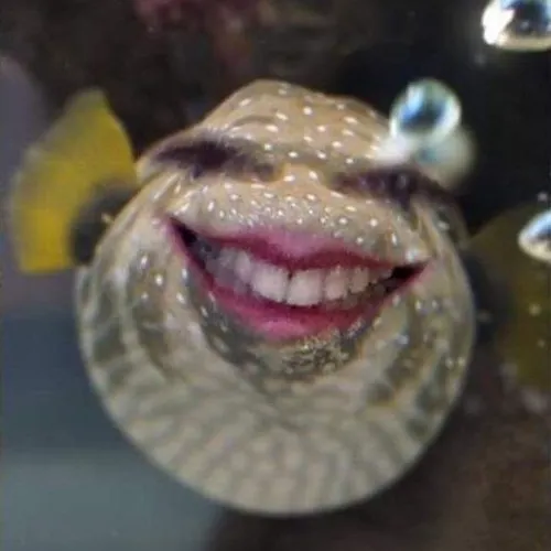 Ảnh meme cá nóc cười nhe răng