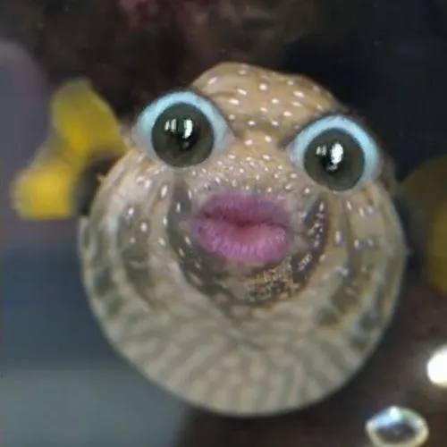 Cá nóc phồng người nhìn dòng nước xoáy nhỏ đầy ngơ ngác