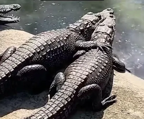 Hình meme hài cá sấu bò chậm trên bãi bùn ẩm