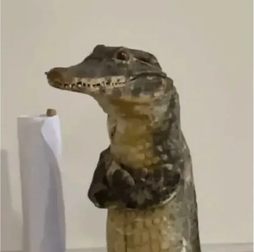 Gương mặt buồn bực mình của cá sấu tạo trào lưu phản ứng mới