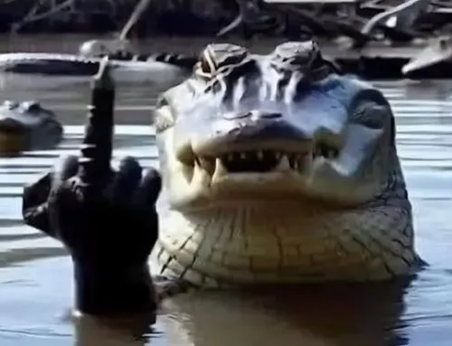 Meme cá sấu nằm im giữa bãi bùn ánh mắt lờ đờ