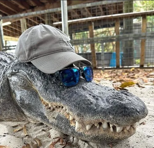 Meme cá sấu dành cho ai muốn thể hiện sự mệt nhẹ