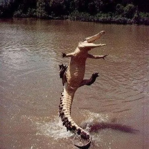 Ảnh meme cá sấu nhảy lên khỏi mặt nước