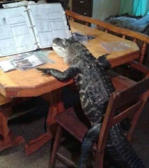 Meme cá sấu học bài