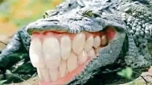 Meme chế cá sấu nhe răng cười