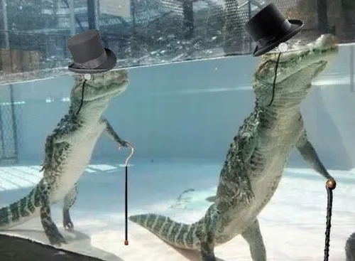 Ảnh hài cá sấu nằm sát đất như vừa kiệt sức