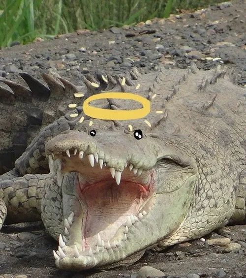 Khi cá sấu há mõm trở thành biểu tượng của sự chịu đựng