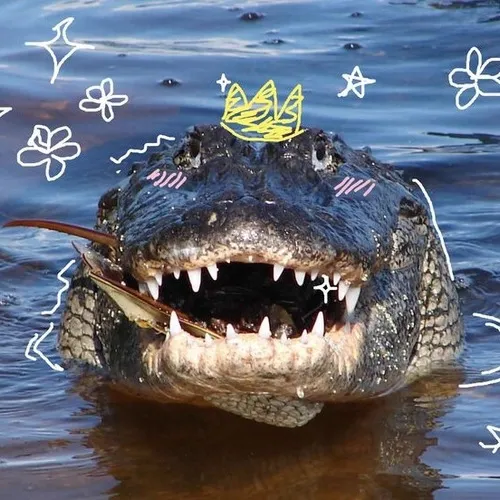 Ảnh cá sấu dưới sông trồi lên nhe răng