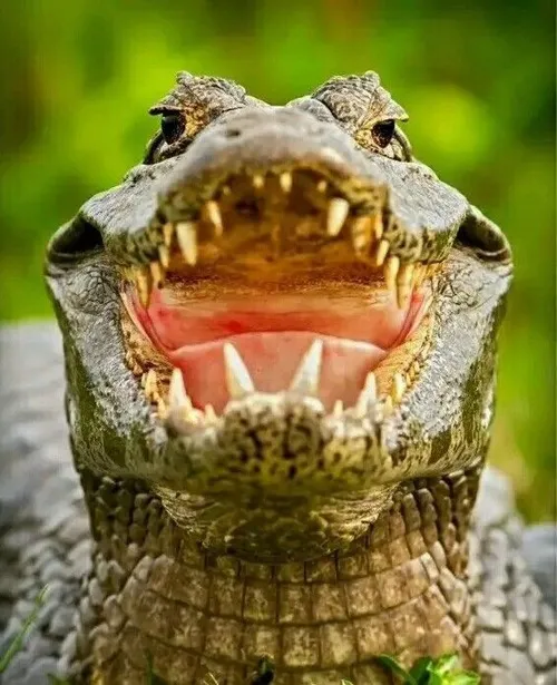 Cá sấu nhe răng sắc nhọn hù dọa