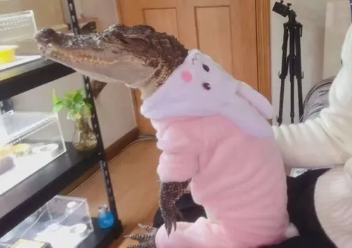 Ảnh vui cá sấu rúc dưới lau rậm với ánh nhìn lạ