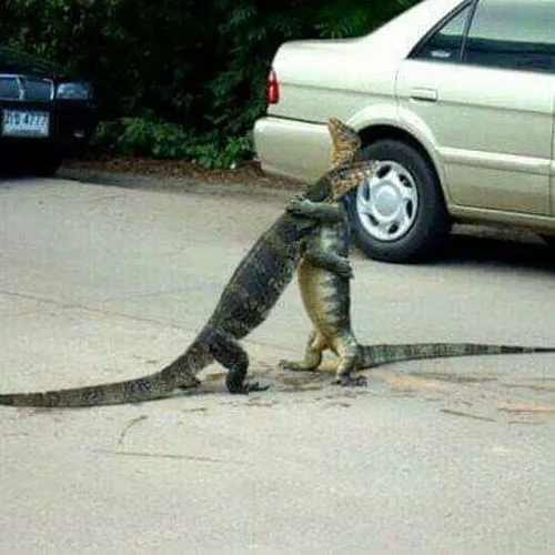 Hai chú cá sấu ôm nhau