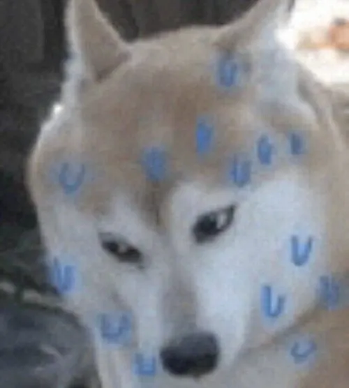 Meme chó Husky toát mồ hôi nổi bật giọt mồ hôi to.