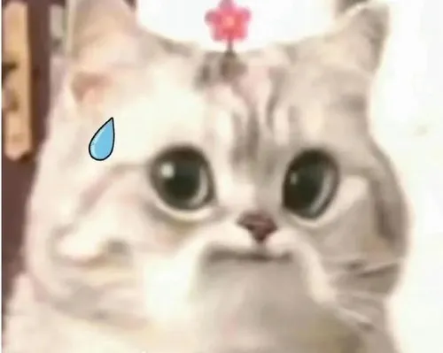 Ảnh mèo chảy mồ hôi kèm nụ cười gượng khó xử.